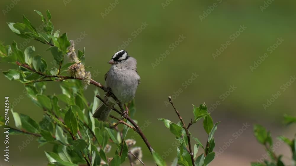 White Crowned Sparrow perched on a branch while the wind blows during the day, close up White Crowned Sparrow perched on a branch while the wind blows during the day, close up