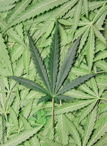 marijuana leaf background