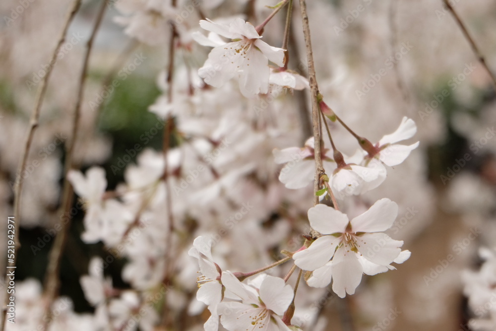 桜と枝