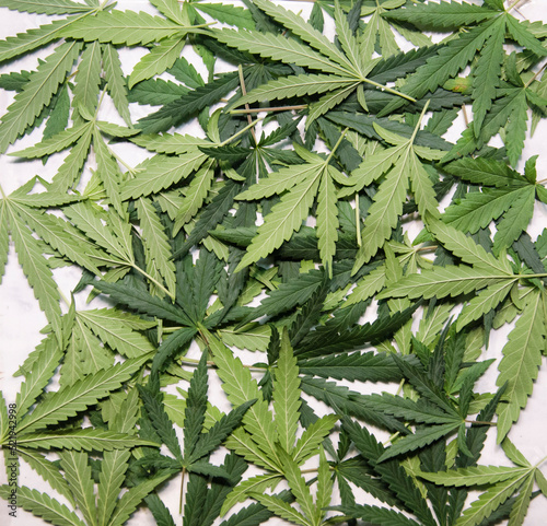 cannabis leaf on white background