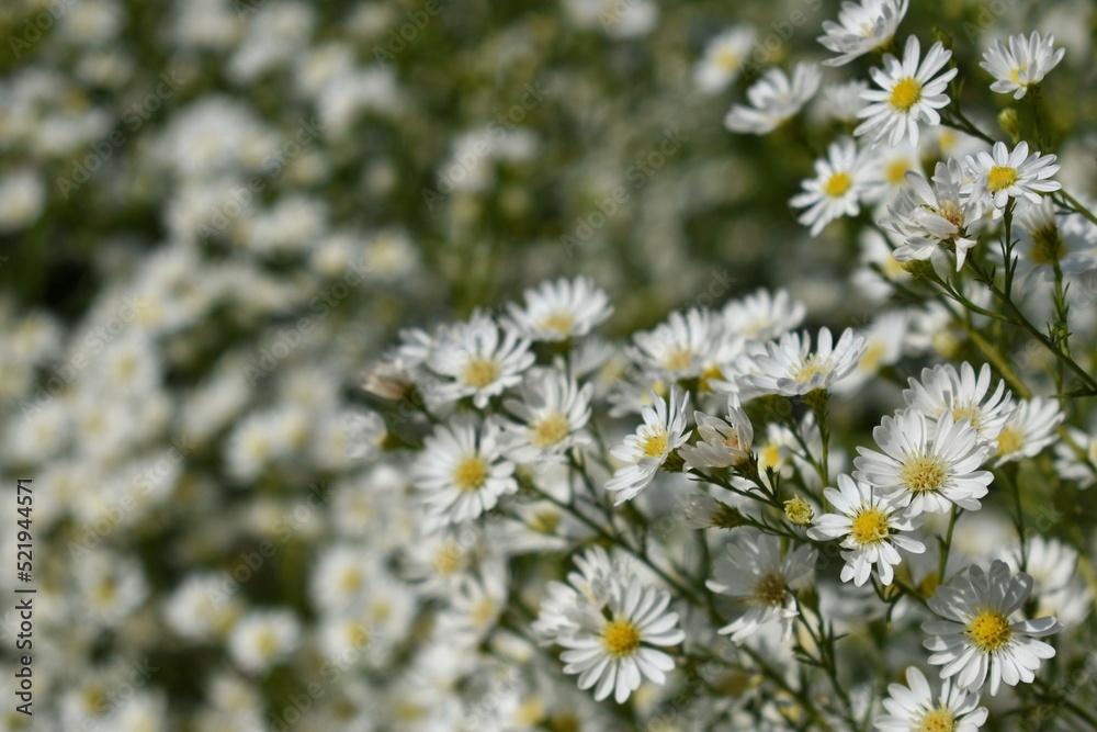 Cutter Aster or White New York Aster, It is the type species for Symphyotrichum, a genus of the family Asteraceae.