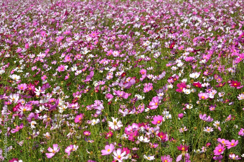 Pink and white Cosmos flowers or Mexican Aster flowers blooming in garden at noon, Mae Rim District, Chiang Mai, THAILAND.