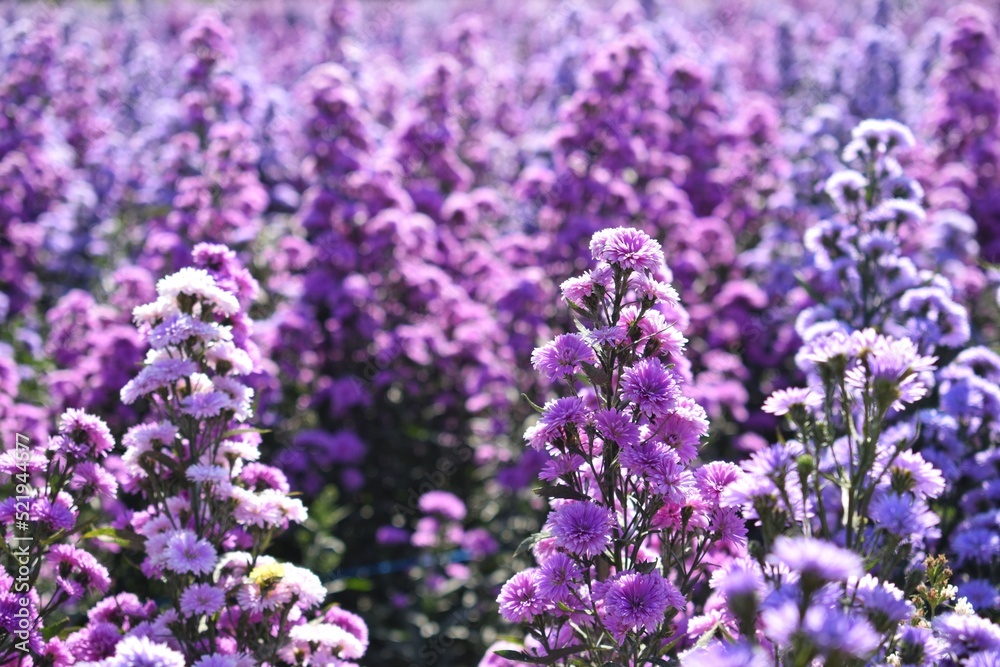 Fototapeta premium Pink and violet margaret flowers in garden at noon. Close up beautiful margaret flowers.