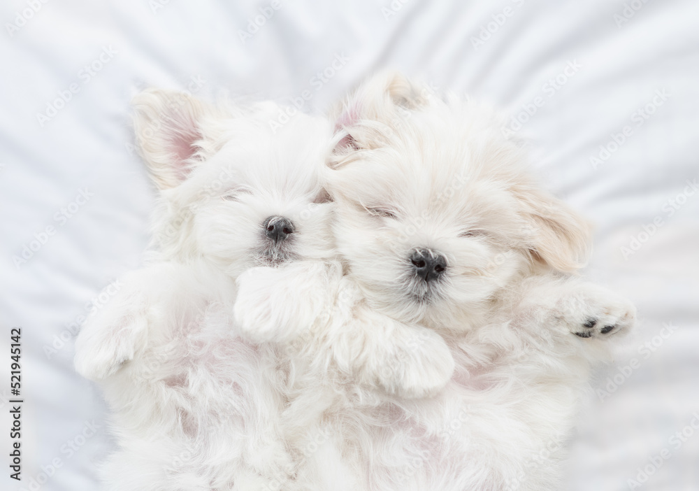 Cute white Lapdog puppies sleep under warm blanket on a bed at home. Top down view