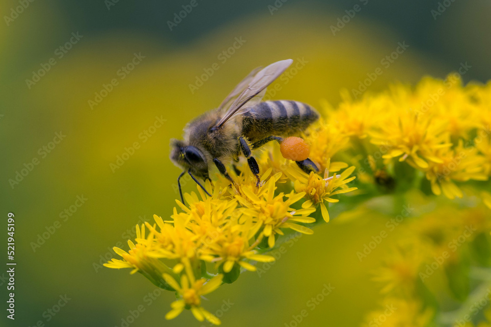 A honey bee (Apis mellifera) works on a flower of Canada goldenrod (Solidago canadensis). A bee on a yellow goldenrod flower with collected pollen. A honey bee (Apis mellifera) works on a flower of Canada goldenrod (Solidago canadensis). A bee on a yellow goldenrod flower with collected pollen.