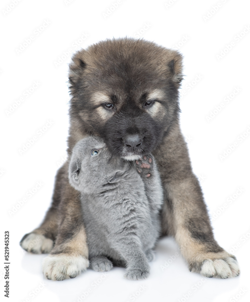 Fototapeta premium Friendly Caucasian shepherd dog puppy hugs playful kitten. isolated on white background
