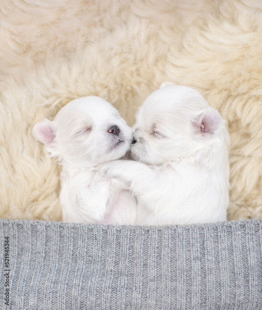 Cute white lapdog puppies sleep together under warm blanket on a bed at home. Top down view. Empty space for text Cute white lapdog puppies sleep together under warm blanket on a bed at home. Top down view. Empty space for text