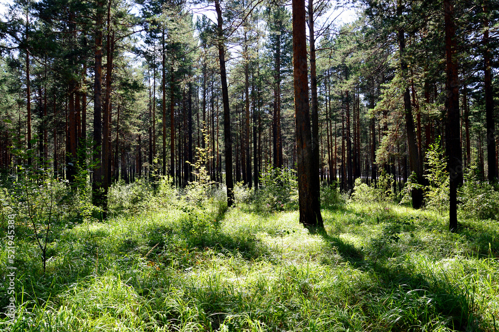 Pine forest on a sunny afternoon at the end of August. The path passes through the forest. Beautiful sunlight and green grass. Forest summer landscape.