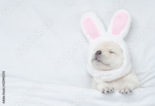 Photography Funny Golden retriever puppy wearing easter rabbits ears sleeps  on a bed under warm white blanket at home