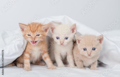 Fototapeta Naklejka Na Ścianę i Meble -  Group of tiny kittens sit under a warm blanket on a bed at home