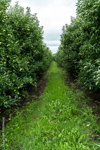 Apple tree orchard, organic fruit produce and farming