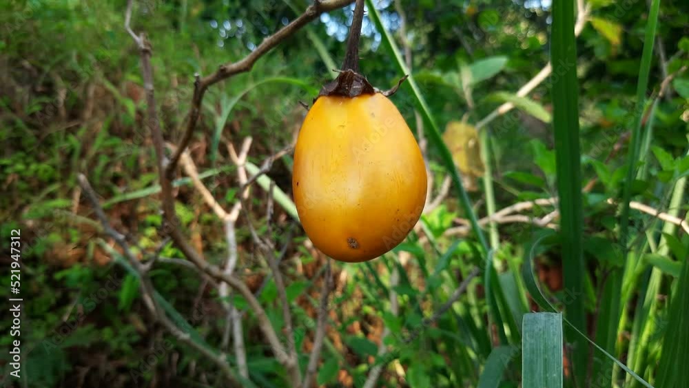Close up static shot of yellow eggplant in nature. Shallow focus Close up static shot of yellow eggplant in nature. Shallow focus