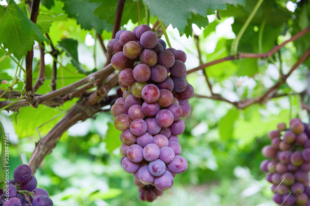 Vine grape fruit plants outdoors,Red grapes in the vineyard ready for harvest