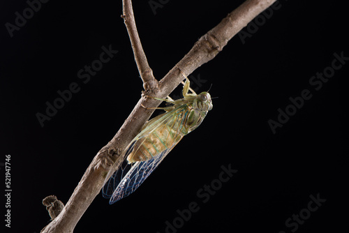 Foto closeup of a newly emerged cicada on a branch