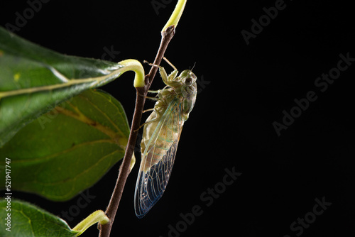 Fototapeta closeup of a newly emerged cicada on a branch