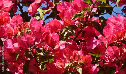 Close up of pink Bougainvillea blossoms