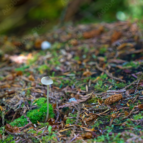 Fungus on ancient tropical rainforest floor, Vancouver Island, British Columbia, Canada. photo