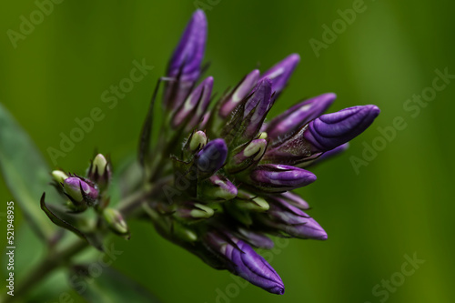 New phlox buds