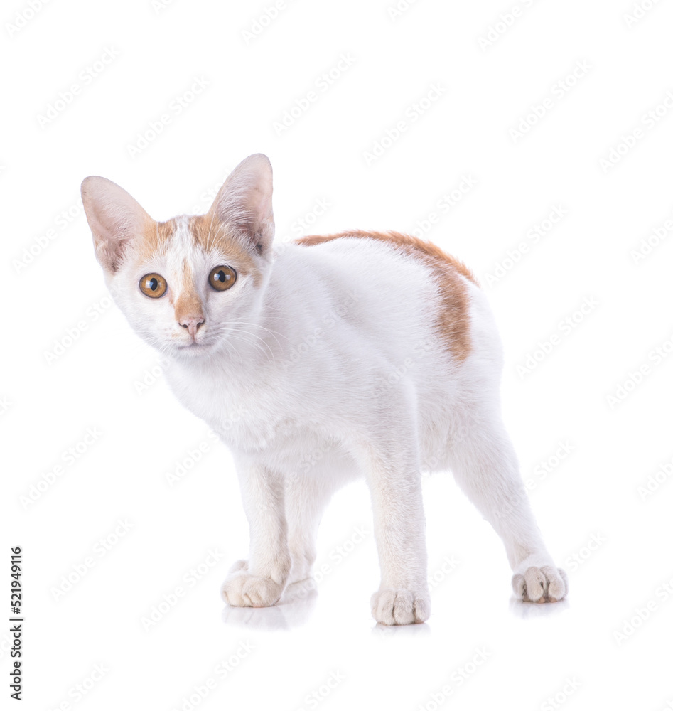 white kitten isolated on white background