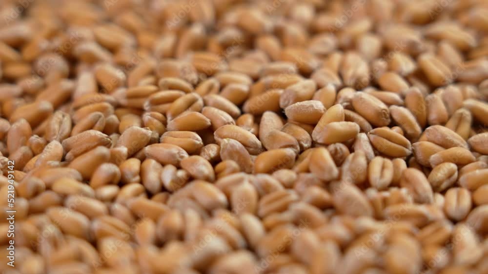 Grains of Ukrainian wheat close-up. Concept of hunger due to food supply crisis. Macro. Rotation Grains of Ukrainian wheat close-up. Concept of hunger due to food supply crisis. Macro. Rotation