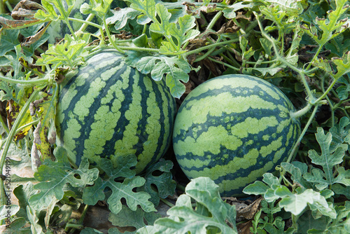 Watermelon on the green watermelon plantation,Agricultural watermelon field