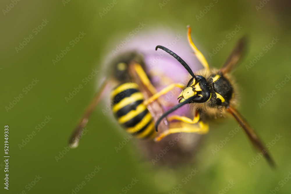 Fototapeta premium Yellow jackets