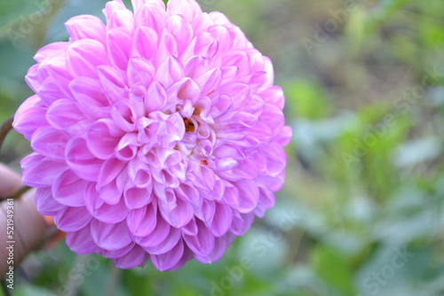 Pink dahlia.