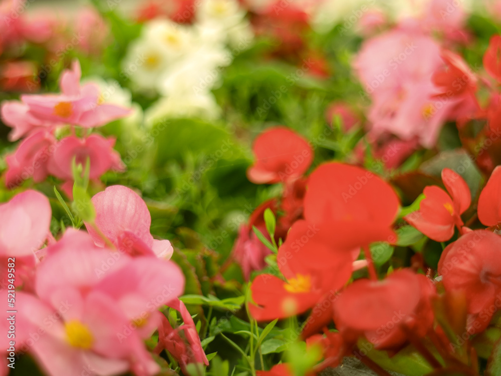 Colorful Flower In Bloom Background Colorful Flower In Bloom Background