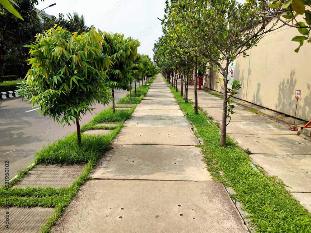 Fototapeta premium path in the garden