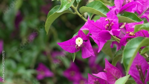 Beautiful bougainvillea glabra purple flower. Lush bloom close up photo