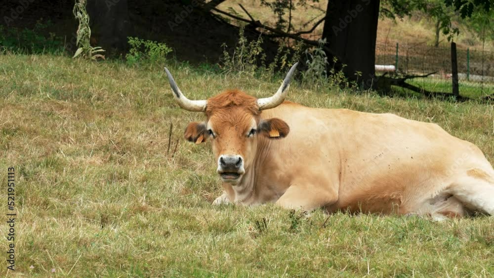A cow with big horns is resting and chewing grass in a pasture. Cattle in Asturias. Livestock in Spain A cow with big horns is resting and chewing grass in a pasture. Cattle in Asturias. Livestock in Spain