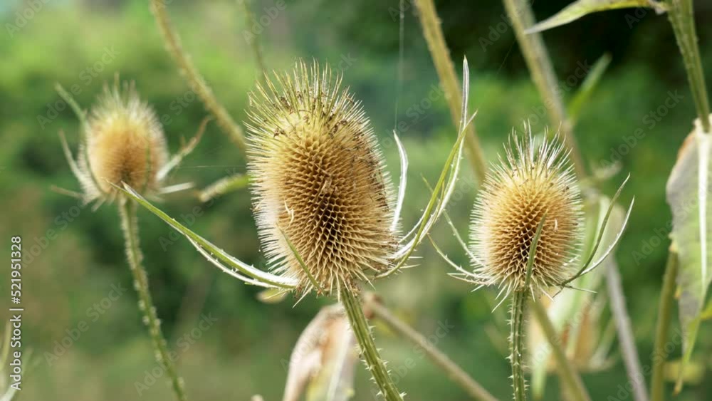 Dried prickly thistle head on a meadow. Natural spiked wild flower thorn. Dry weed Dried prickly thistle head on a meadow. Natural spiked wild flower thorn. Dry weed