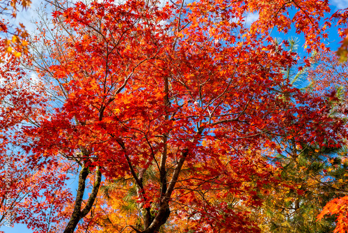 秋の京都・宝厳院の庭園で見た、真っ赤な紅葉と背景の青空