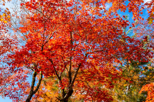 秋の京都・宝厳院の庭園で見た、真っ赤な紅葉と背景の青空