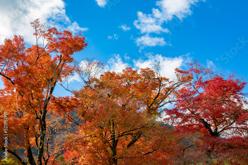 秋の京都・宝厳院で見た、赤やオレンジの色鮮やかな紅葉と快晴の青空