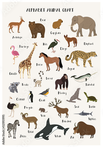 Alphabet animal chart set isolated vector illustration. ABC for kids education in preschool. Zoo animal alphabet chart with panda, urial, vole, reindeer, narwhal, dingo, seal, ibis, zebra, penguin.
