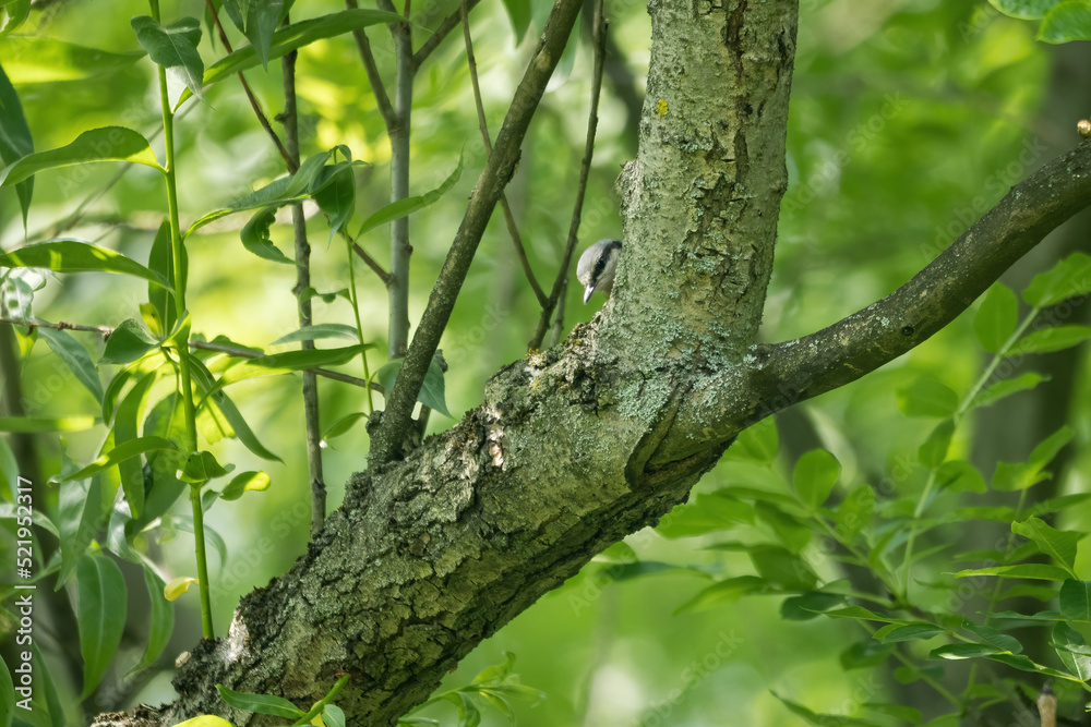 A nuthatches peep out from behind a branch. A nuthatches peep out from behind a branch.