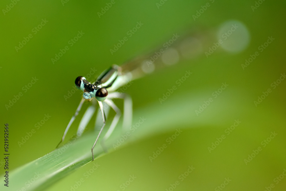 Fototapeta premium イトトンボの目玉