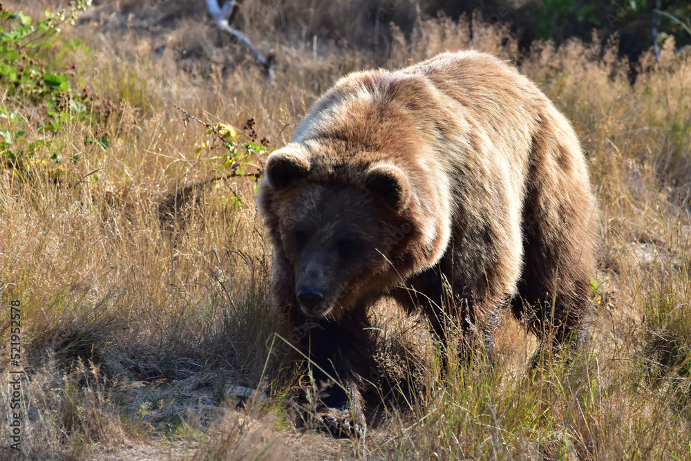 Braunbär