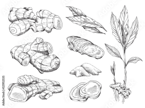 Ginger set with root, pieces, powder and leaves in sketch style.