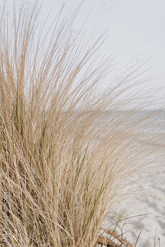 Fototapeta Naklejka Na Ścianę i Meble -  Dried grass stems on beach with white sand. Neutral beige colours nature landscape
