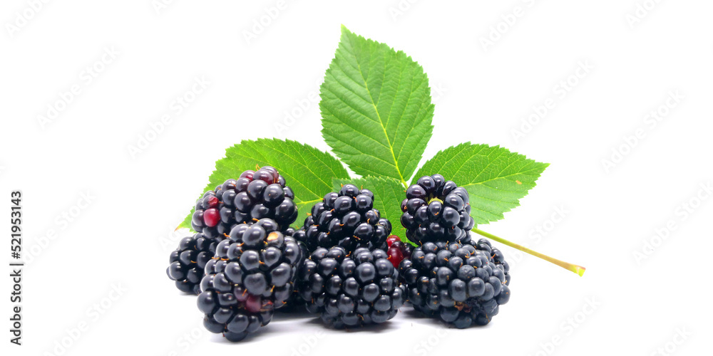 Blackberries - blackberries and blackberry leaves on a white background - obrazy, fototapety, plakaty 