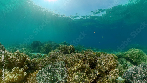 Fototapeta Naklejka Na Ścianę i Meble -  Tropical colourful underwater seascape.The underwater world with colored fish and a coral reef. Philippines.