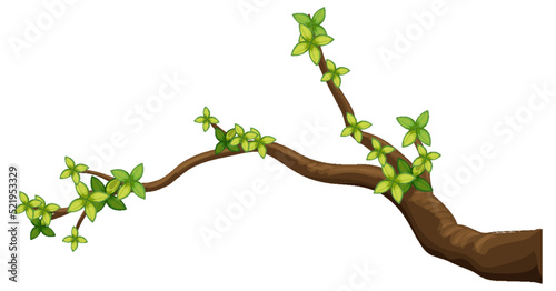 Tree branch isolated on white background