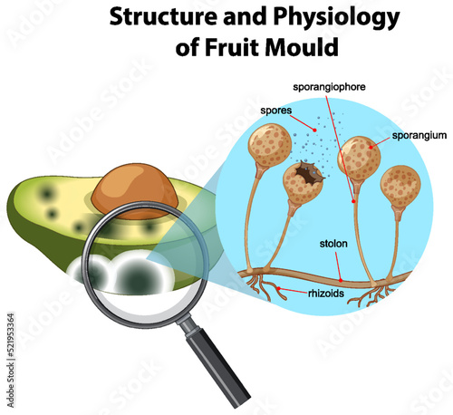 Structure and Physiology of avocado mold