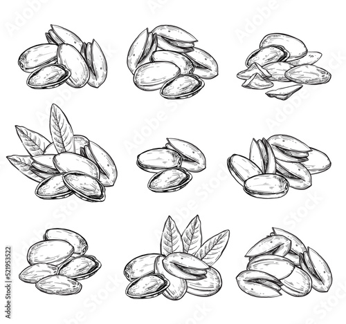 Pistachio vector isolated on white background. Engraved vector illustration of leaves and nuts of pistachio.