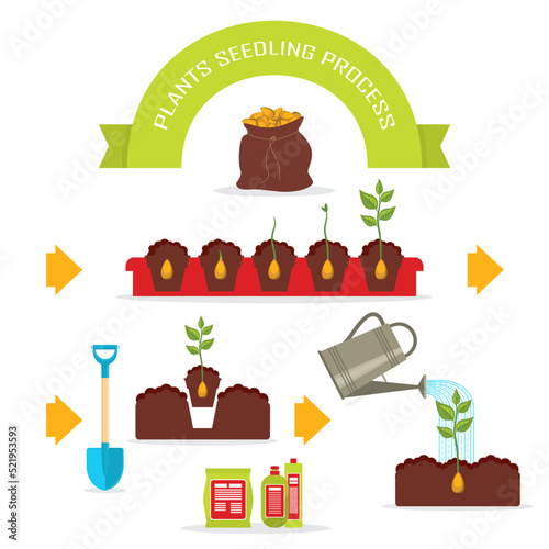 Plants seedling process set isolated on white background vector illustration. Agriculture, phases plant growth, sprout in ground, fertile soil, watering and fertilizing. Plants seedling in flat design