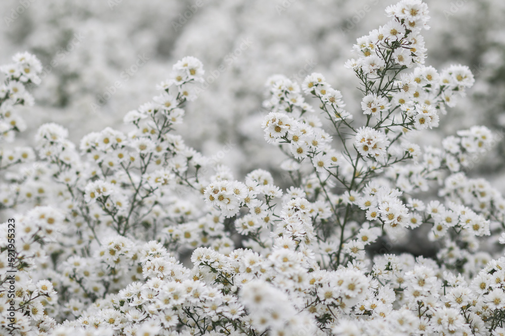 The beautiful white flower cutter field is a flower garden open for tourists to see the beauty in winter. white flower cuttert is a flowering plant with good meaning Such as pure love The beautiful white flower cutter field is a flower garden open for tourists to see the beauty in winter. white flower cuttert is a flowering plant with good meaning Such as pure love