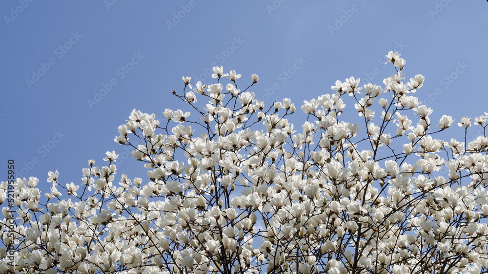 flowers in the sky. White magnolias flowers in the sky. White magnolias