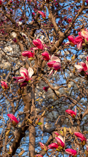 Fototapeta Naklejka Na Ścianę i Meble -  Pink magnolia 